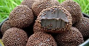 Brigadeiros Gourmet Brasil